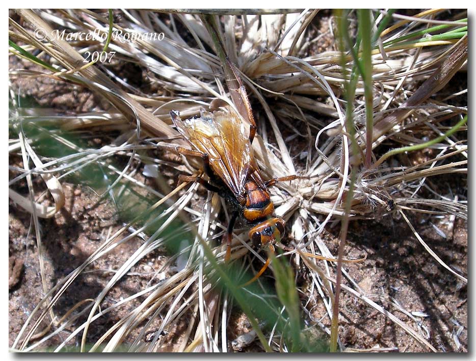 Cryptocheilus discolor (Pompiliidae)